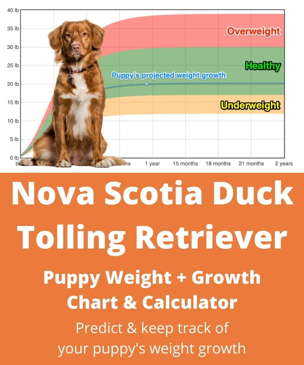 nova-scotia-duck-tolling-retriever Puppy Weight Growth Chart